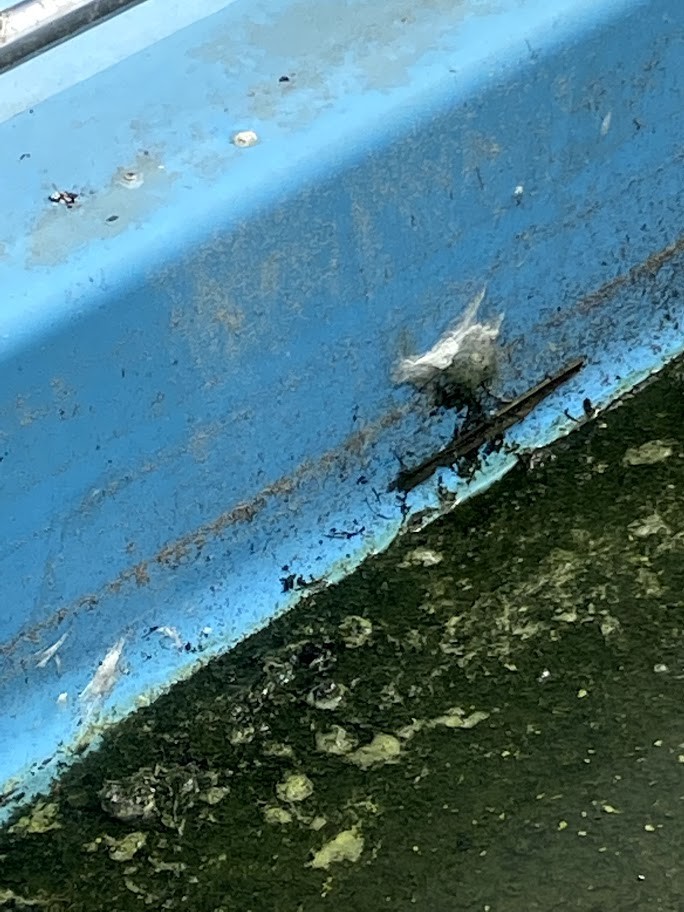 f:id:Naturalhistory:20210622155729j:plain