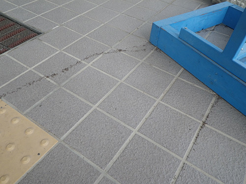 f:id:Naturalhistory:20210626173345j:plain