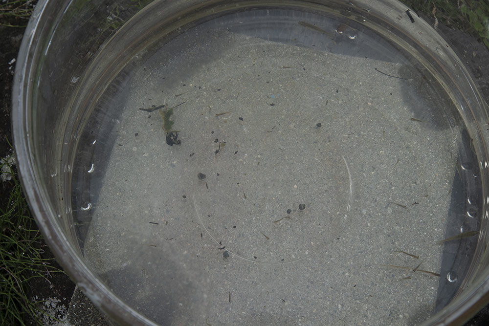 f:id:Naturalhistory:20210627102358j:plain