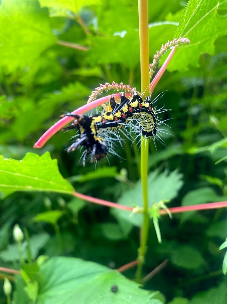 f:id:Naturalhistory:20210627164328j:plain