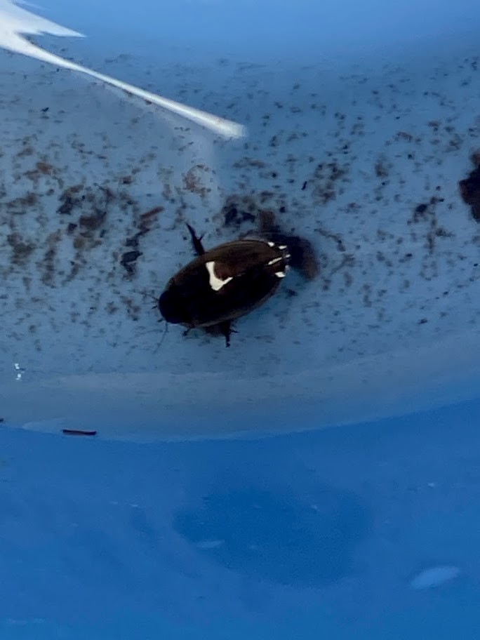 f:id:Naturalhistory:20210627164507j:plain