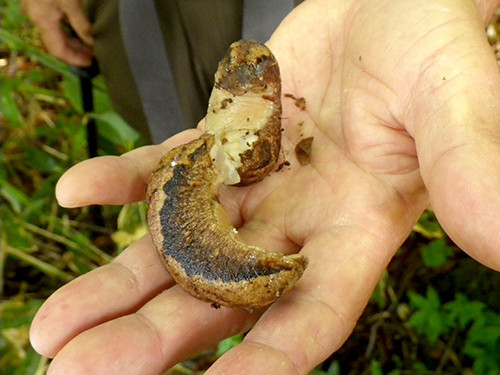 f:id:Naturalhistory:20210628092801j:plain