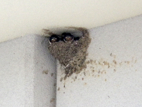 f:id:Naturalhistory:20210629124830j:plain