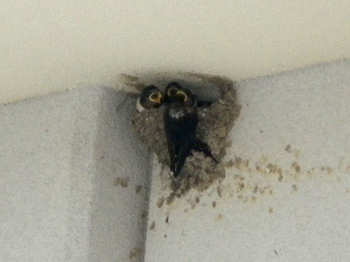 f:id:Naturalhistory:20210629124908j:plain