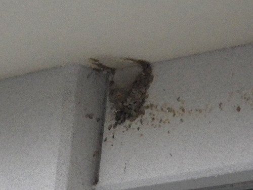 f:id:Naturalhistory:20210701163914j:plain