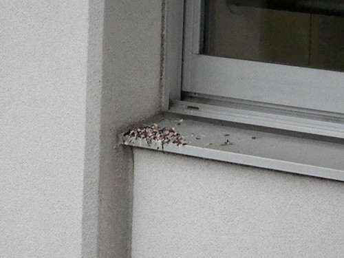 f:id:Naturalhistory:20210701163943j:plain