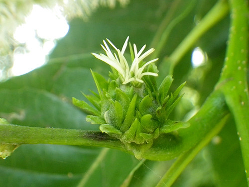 f:id:Naturalhistory:20210703114026j:plain