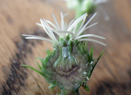 f:id:Naturalhistory:20210703121419j:plain