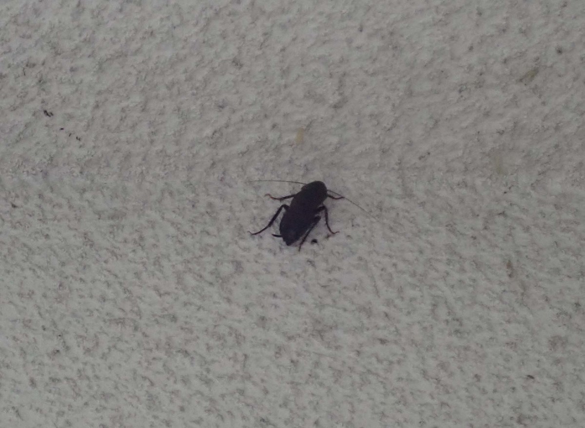 f:id:Naturalhistory:20210704125437j:plain