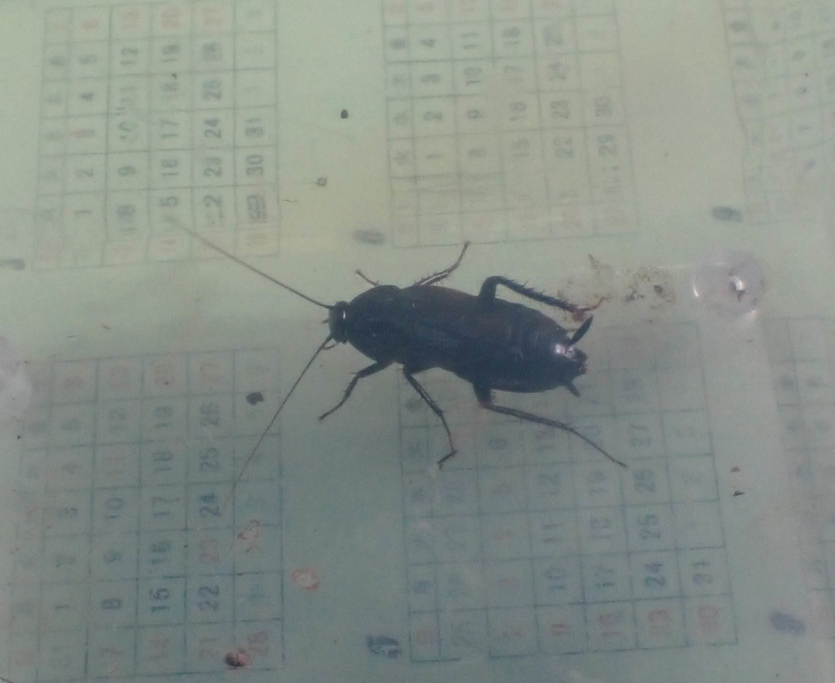 f:id:Naturalhistory:20210704131319j:plain
