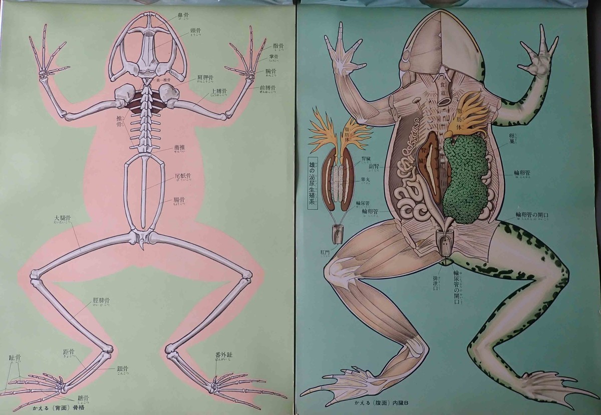 f:id:Naturalhistory:20210708145853j:plain