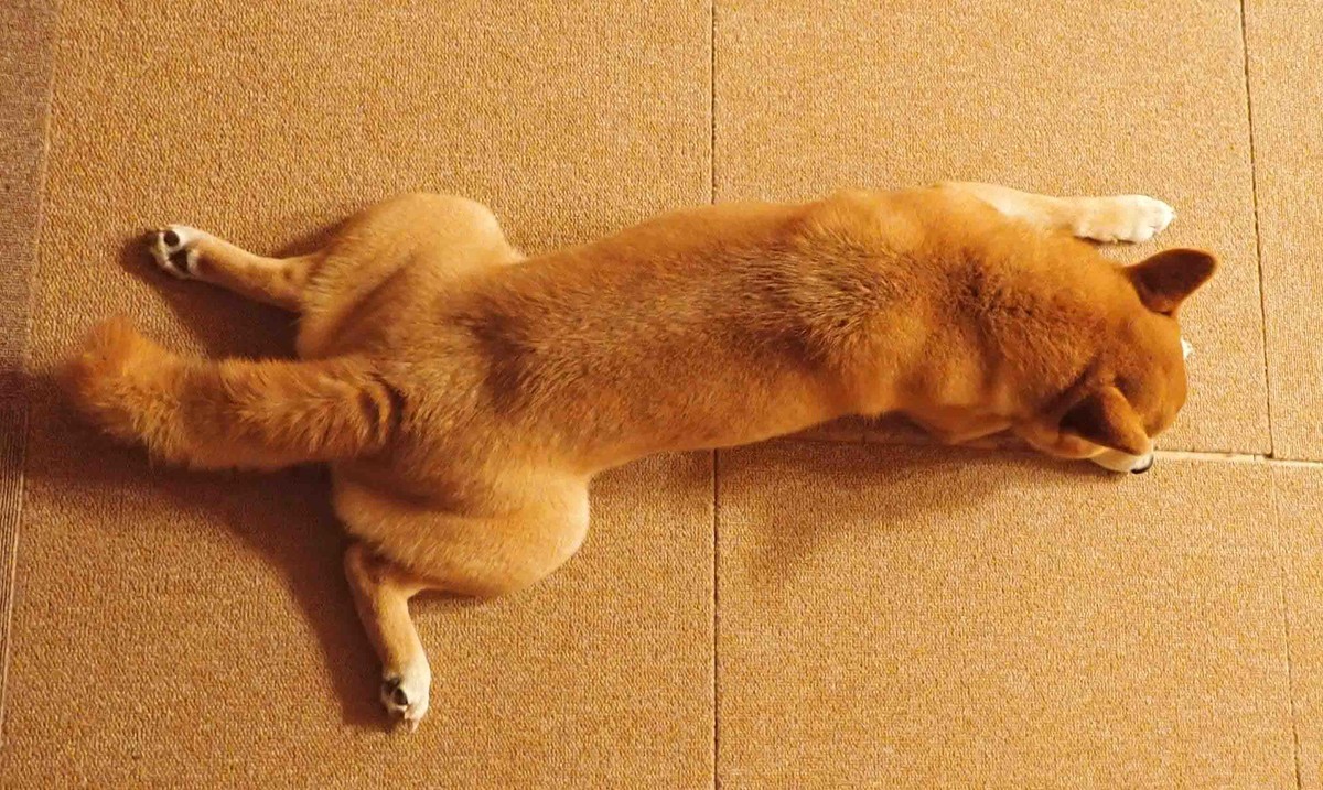 f:id:Naturalhistory:20210708193725j:plain