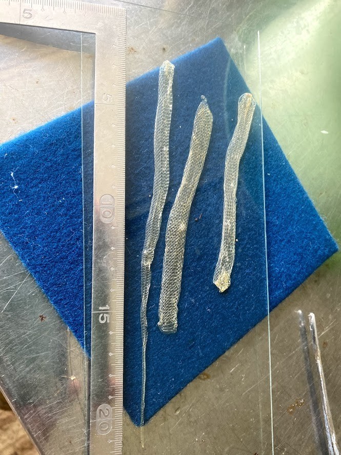 f:id:Naturalhistory:20210711143303j:plain