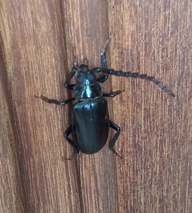f:id:Naturalhistory:20210713153539j:plain