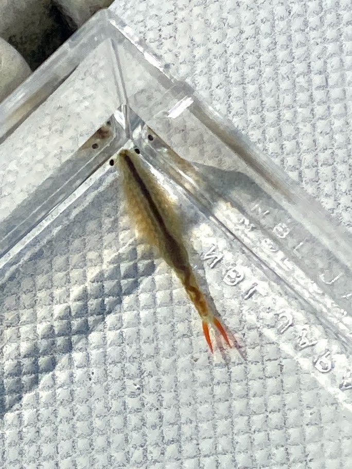 f:id:Naturalhistory:20210714153823j:plain