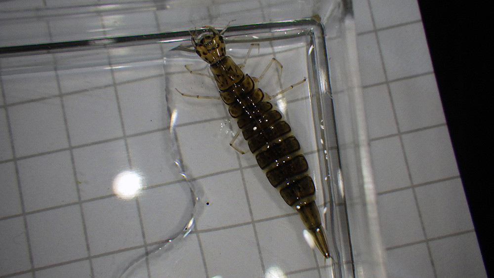 f:id:Naturalhistory:20210721120427j:plain