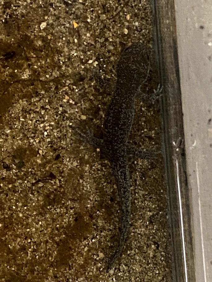 f:id:Naturalhistory:20210721161922j:plain