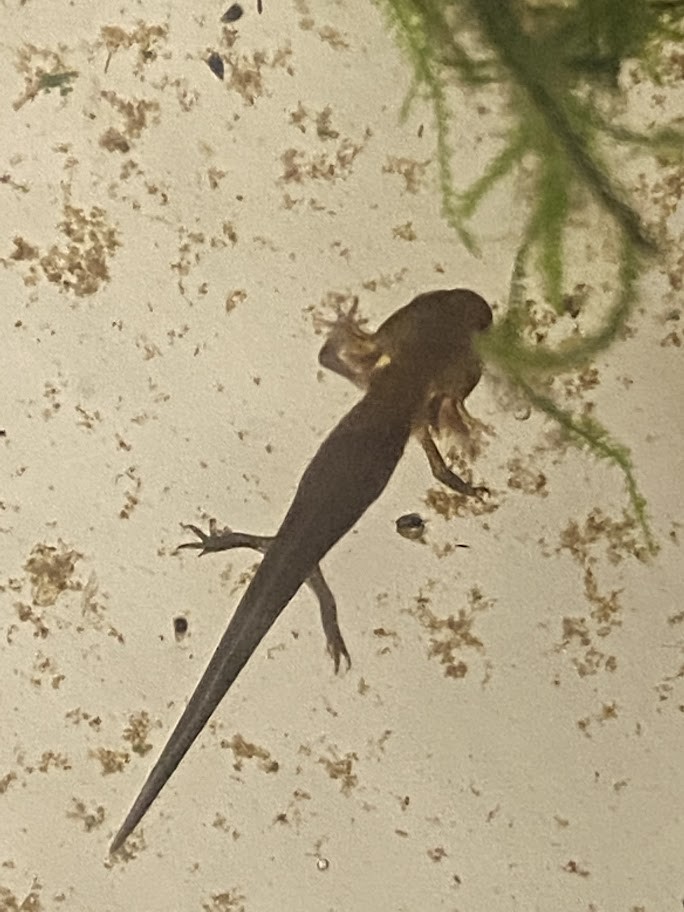 f:id:Naturalhistory:20210721162535j:plain