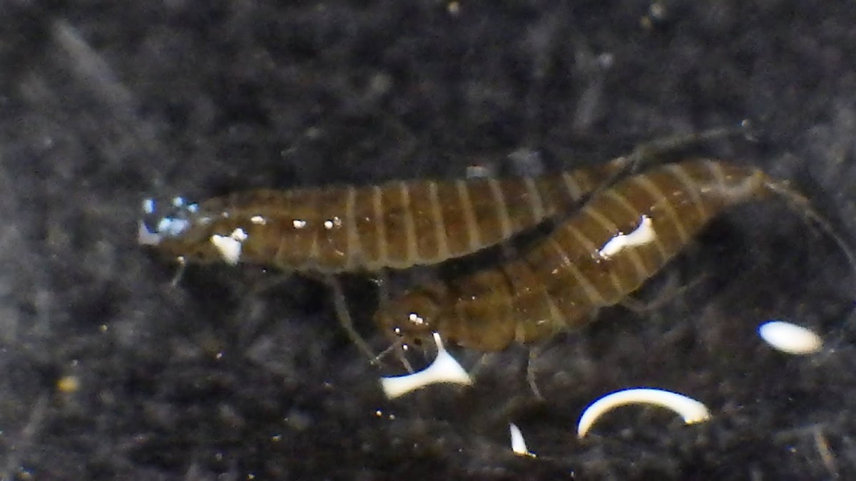 f:id:Naturalhistory:20210721163235j:plain