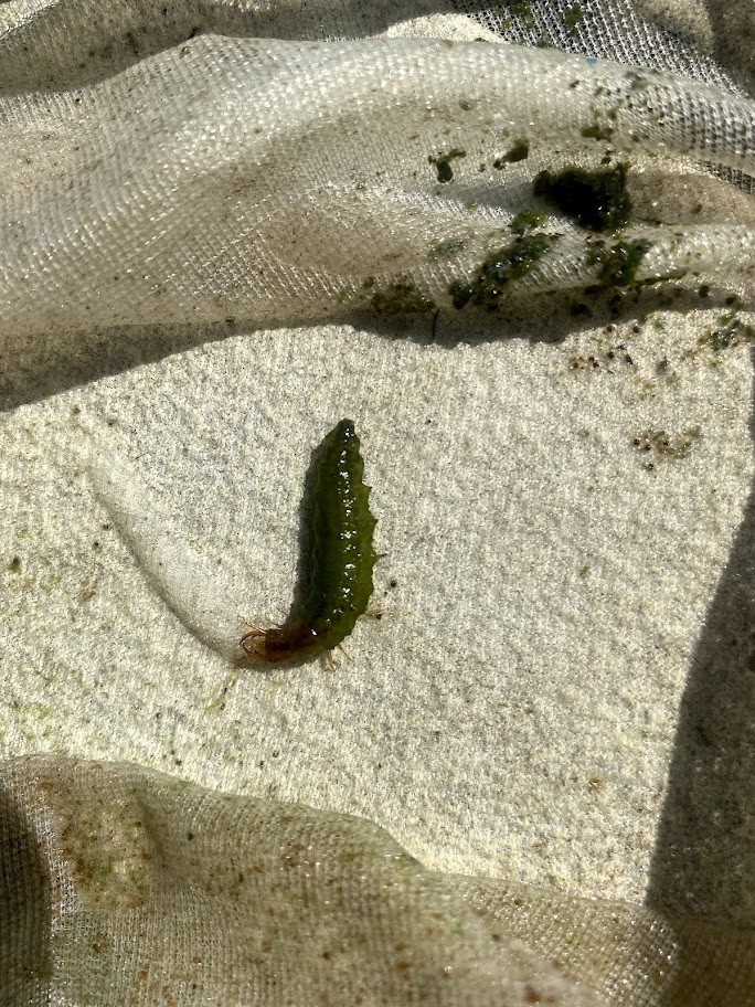 f:id:Naturalhistory:20210721163313j:plain