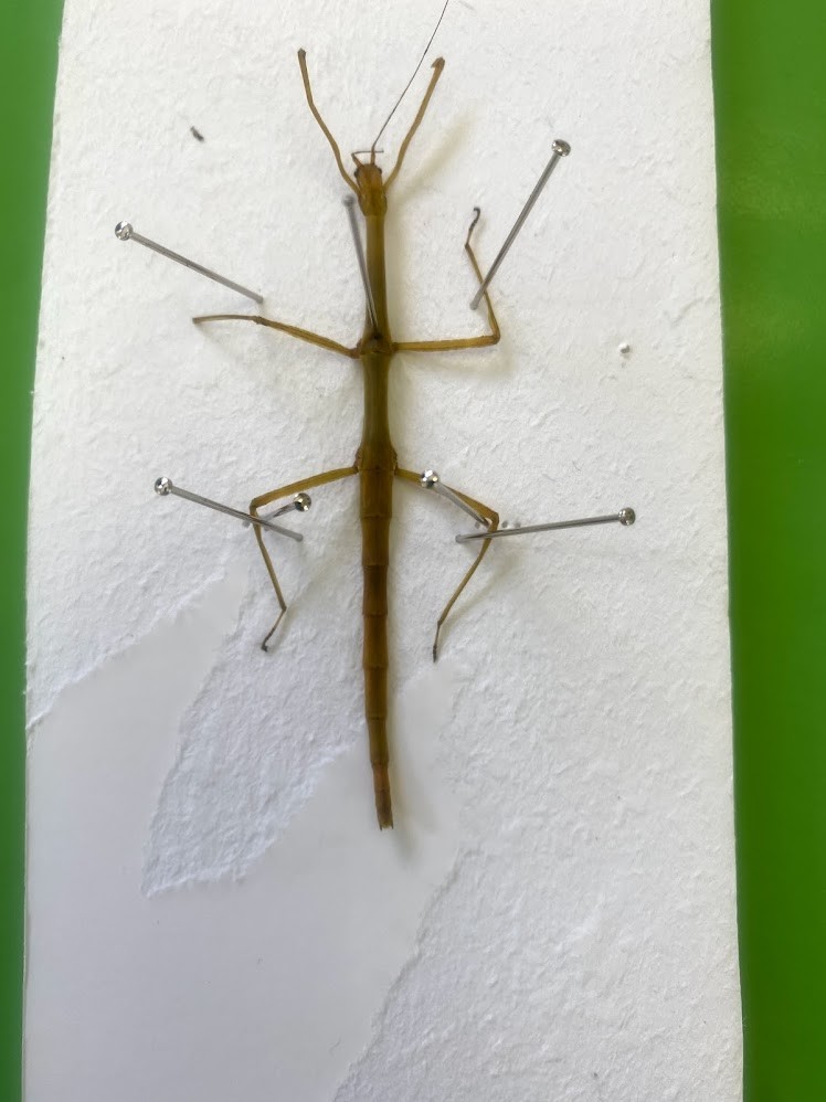 f:id:Naturalhistory:20210725163921j:plain