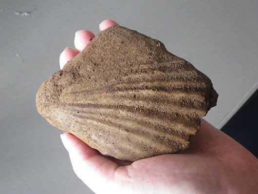 f:id:Naturalhistory:20210801153336j:plain
