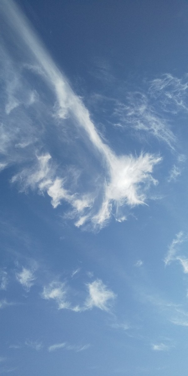 f:id:Naturalhistory:20210806135253j:plain