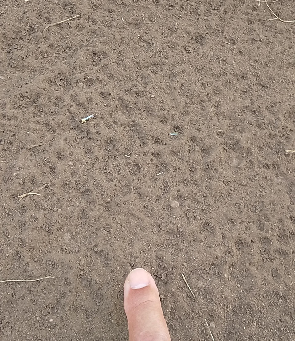 f:id:Naturalhistory:20210806135856j:plain