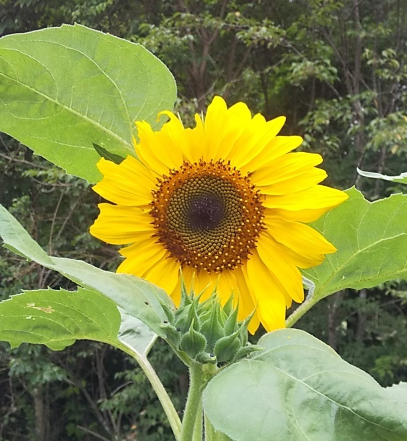 f:id:Naturalhistory:20210806140247j:plain