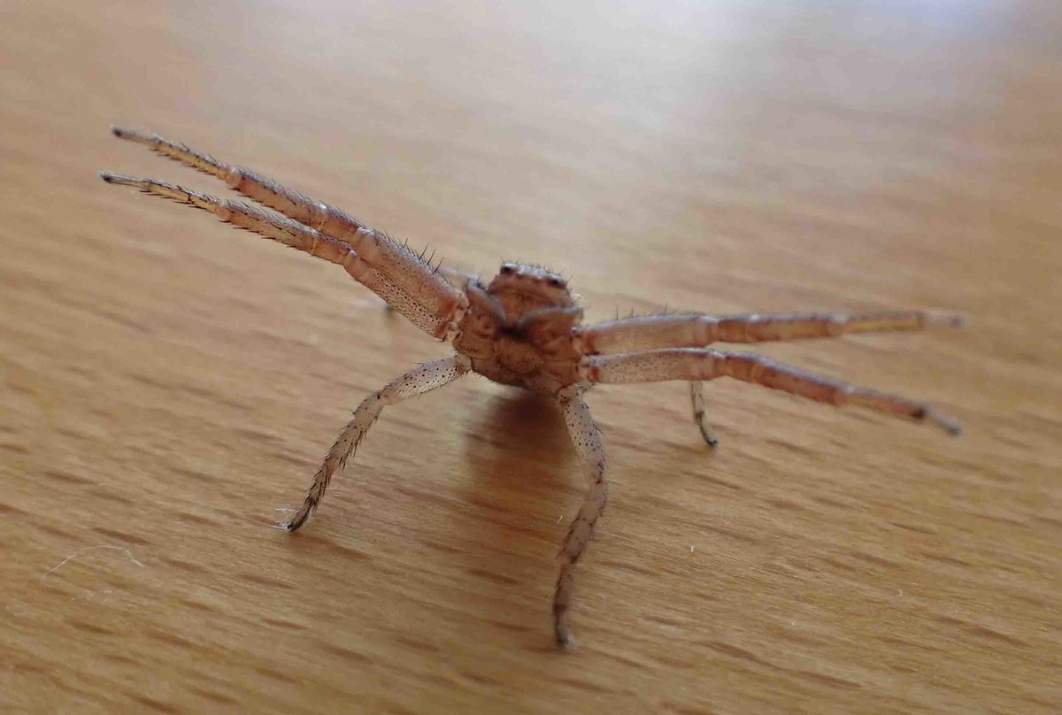 f:id:Naturalhistory:20210807095825j:plain