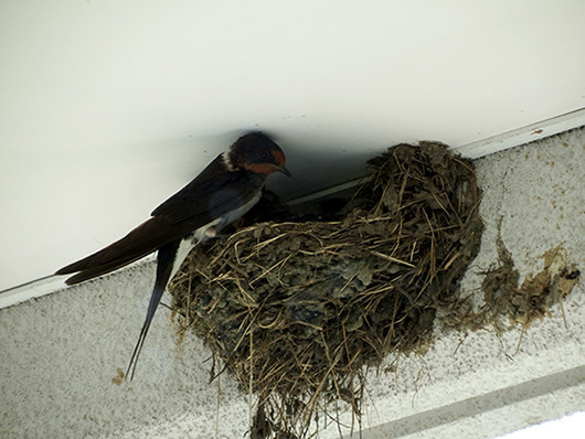 f:id:Naturalhistory:20210810141954j:plain