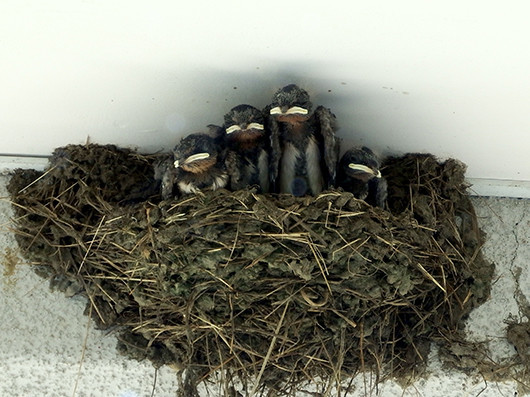 f:id:Naturalhistory:20210810142829j:plain