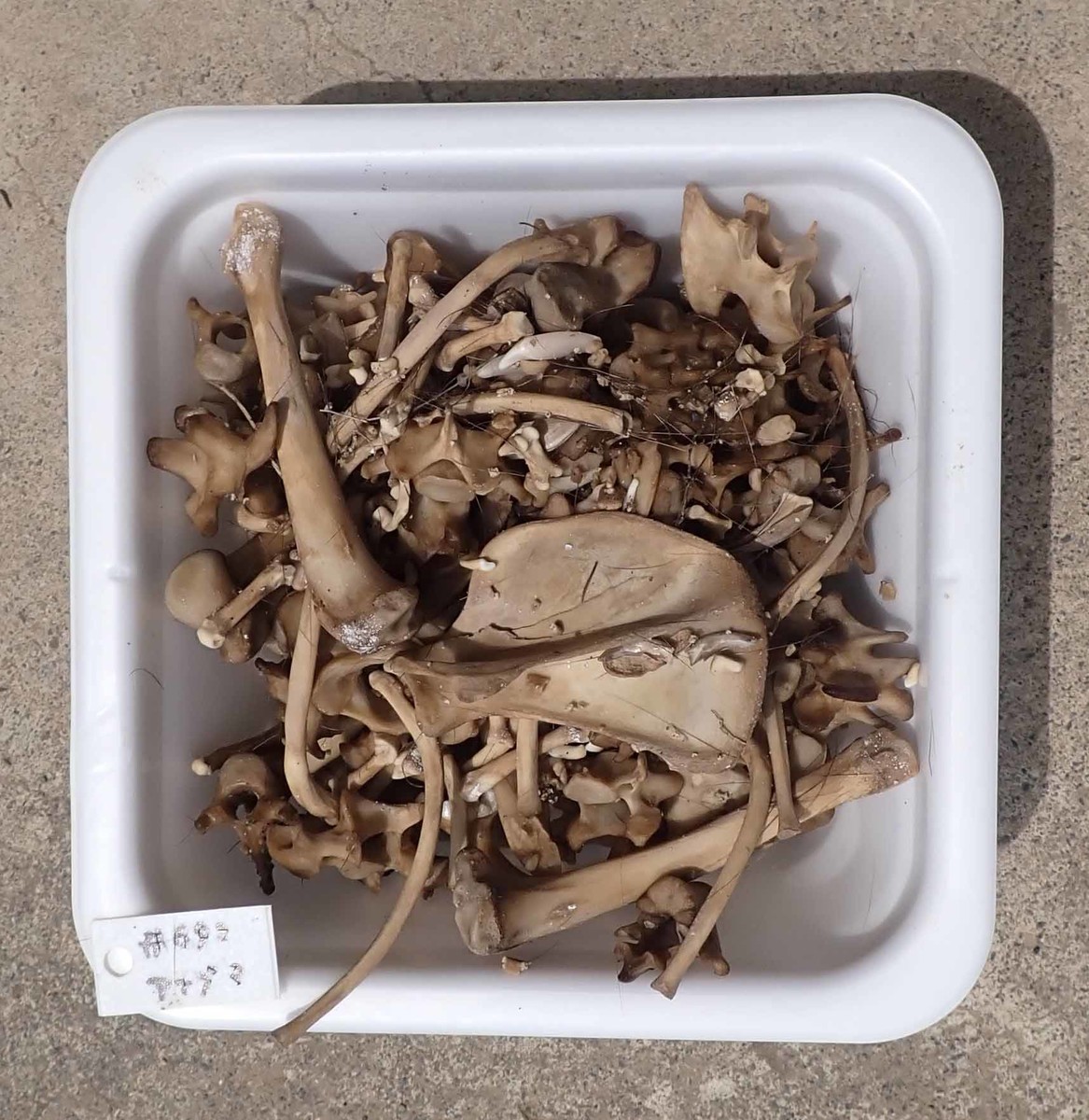 f:id:Naturalhistory:20210811130207j:plain