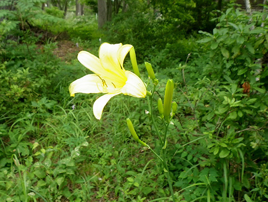 f:id:Naturalhistory:20210812082224j:plain