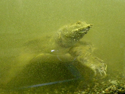 f:id:Naturalhistory:20210812143933j:plain
