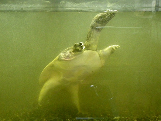 f:id:Naturalhistory:20210812144038j:plain