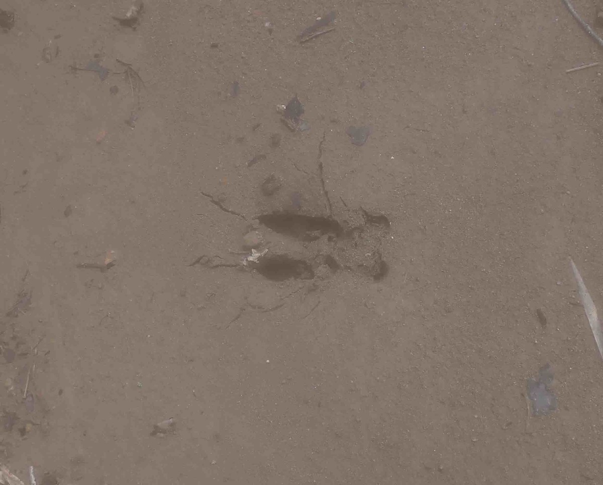 f:id:Naturalhistory:20210825133353j:plain
