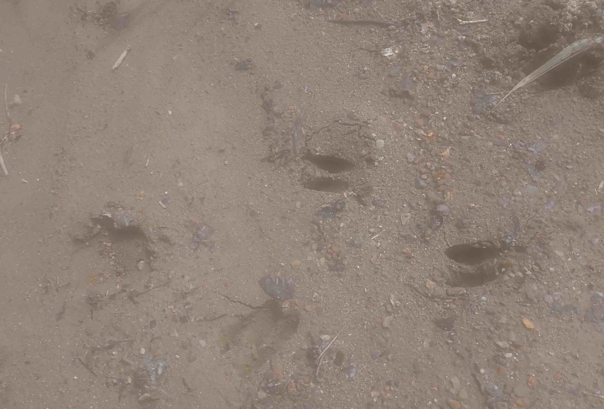 f:id:Naturalhistory:20210825133359j:plain