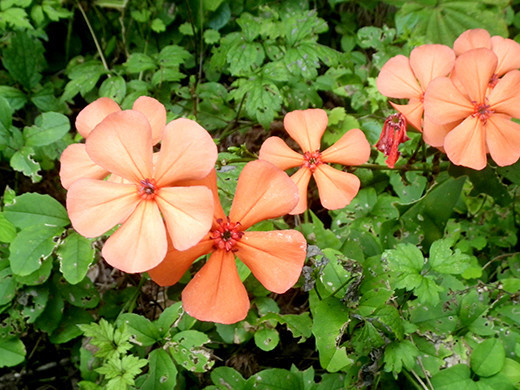 f:id:Naturalhistory:20210831131435j:plain