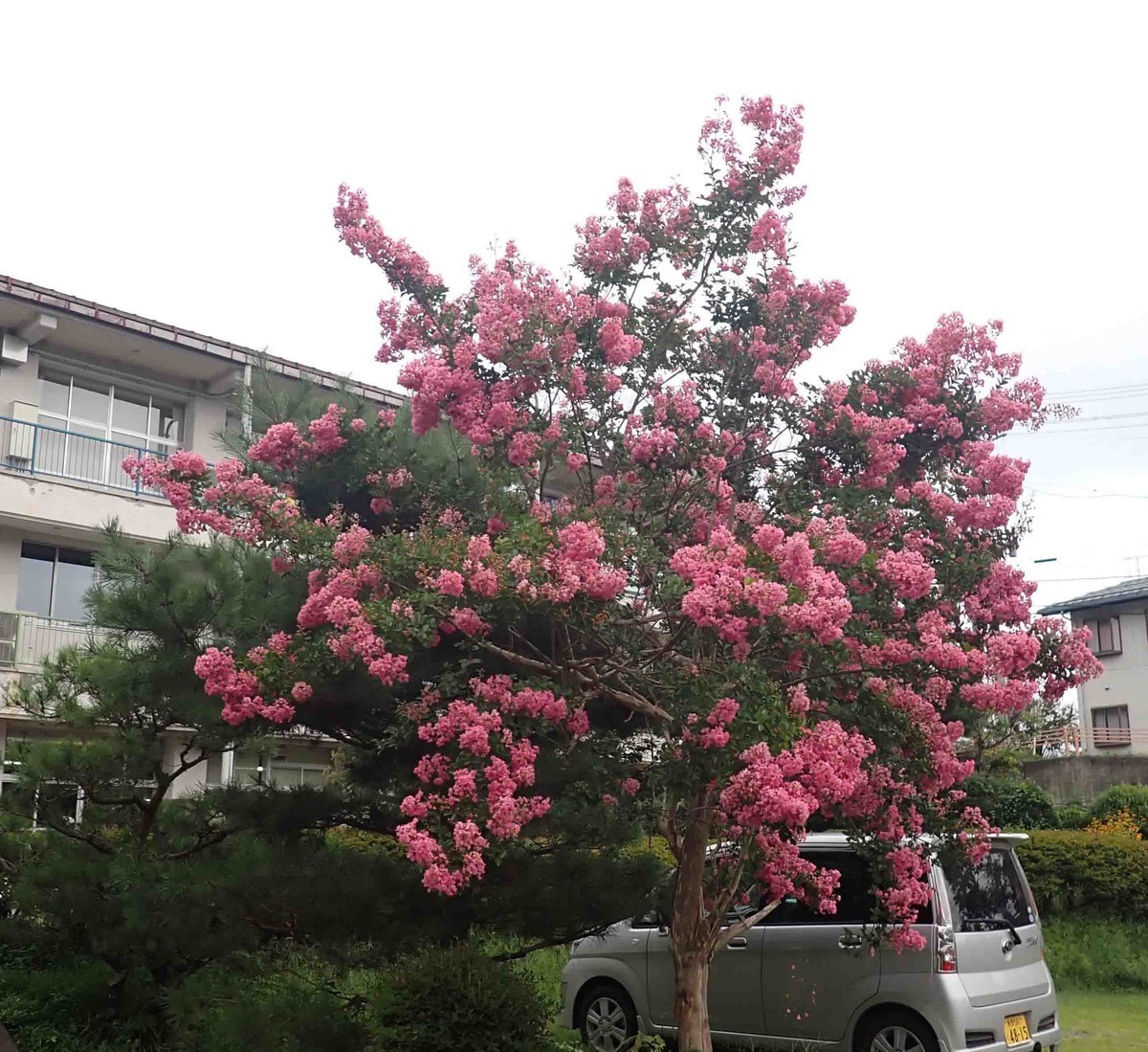 f:id:Naturalhistory:20210902172231j:plain