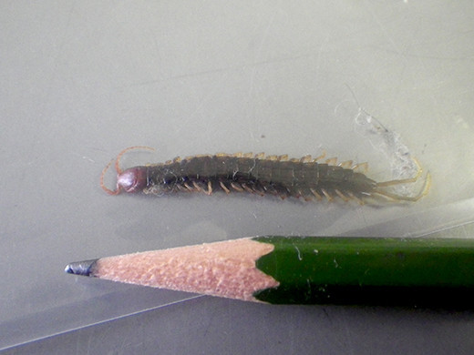 f:id:Naturalhistory:20210904163339j:plain