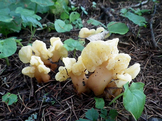f:id:Naturalhistory:20210909171058j:plain