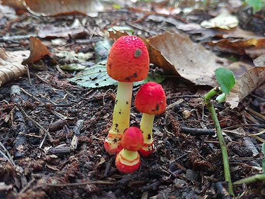 f:id:Naturalhistory:20210912163833j:plain