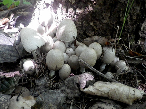 f:id:Naturalhistory:20210922140129j:plain