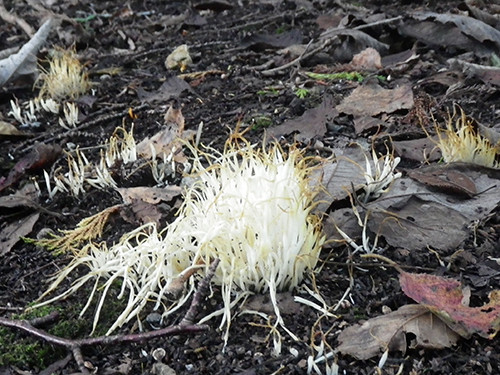 f:id:Naturalhistory:20210923143642j:plain