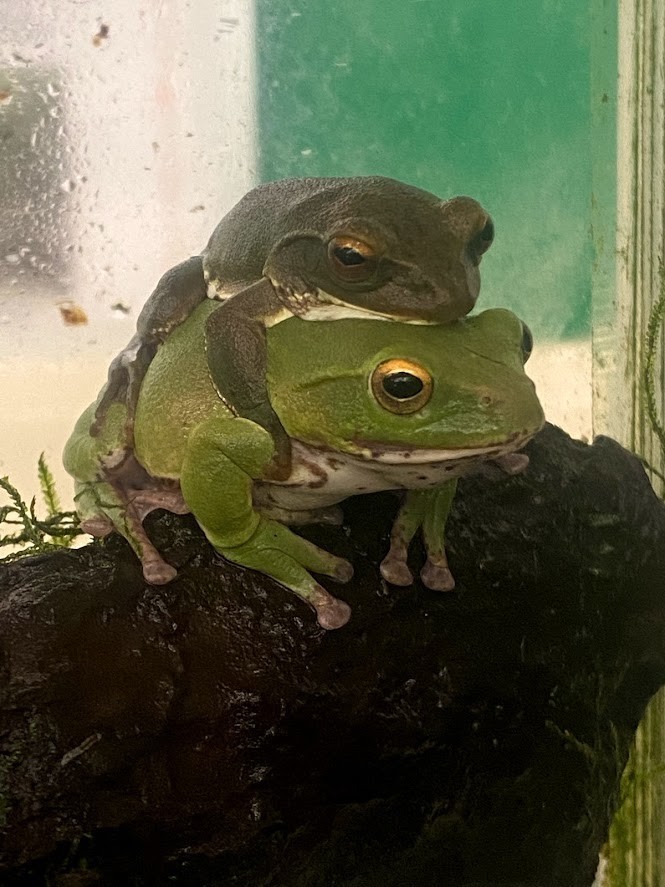 f:id:Naturalhistory:20210929151900j:plain