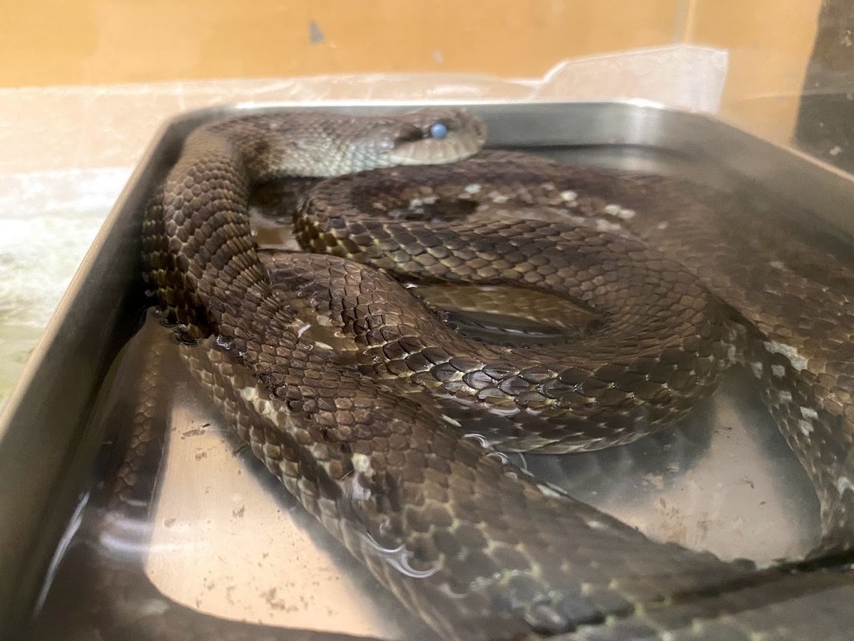 f:id:Naturalhistory:20210929152207j:plain