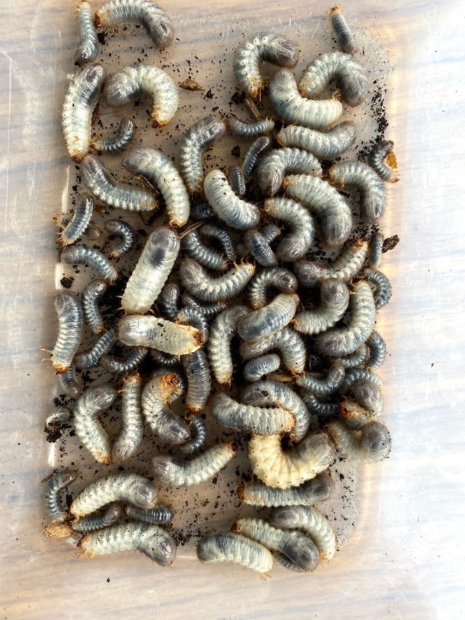 f:id:Naturalhistory:20210929153420j:plain