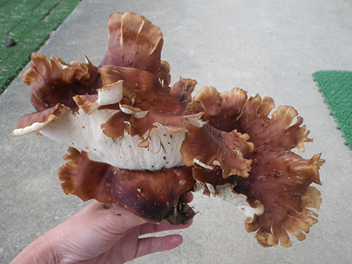 f:id:Naturalhistory:20210930164745j:plain