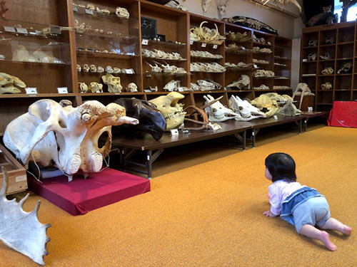 f:id:Naturalhistory:20211001162430j:plain